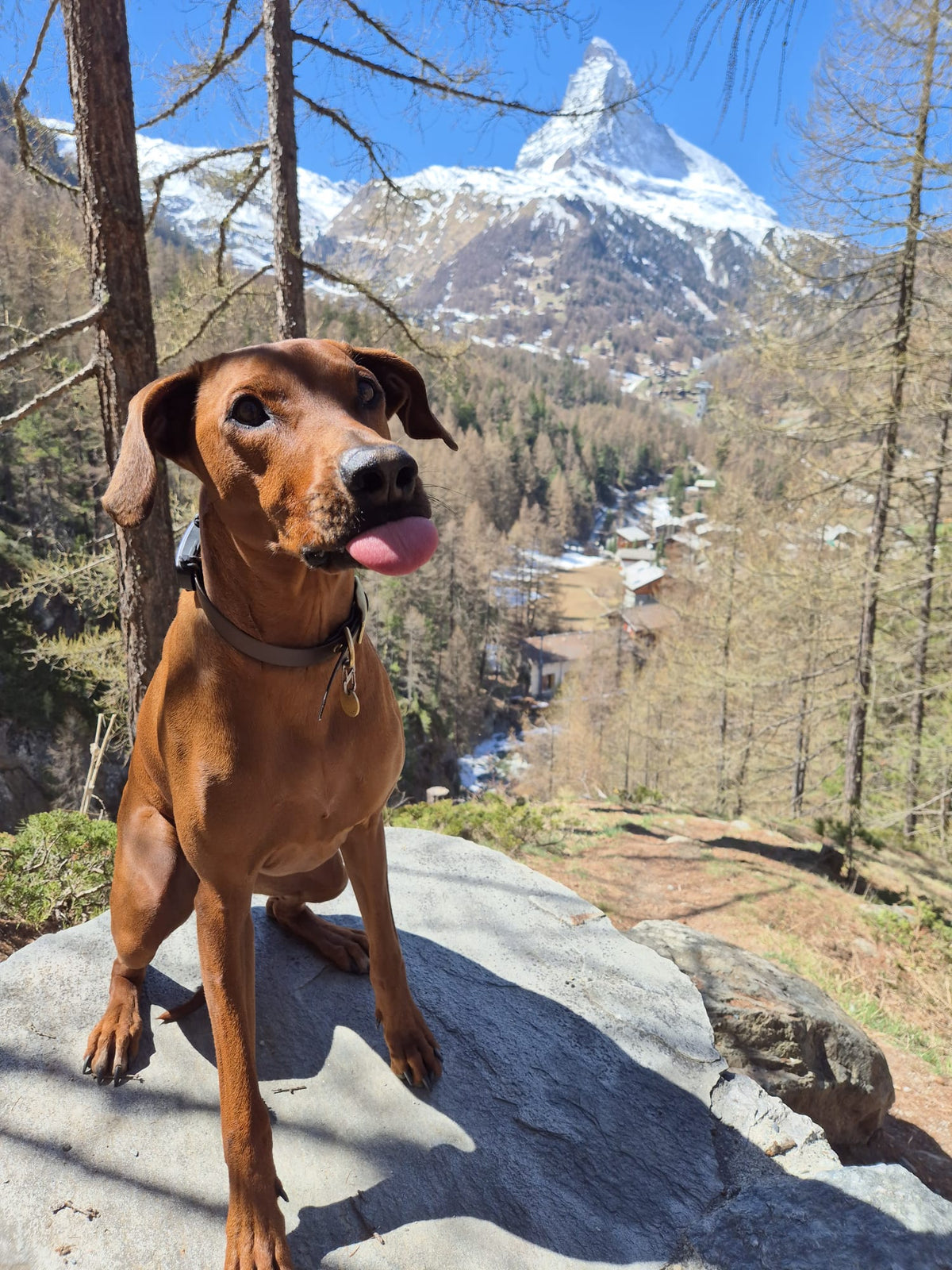 Hunde